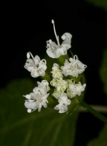 Osmorhiza longistylis #39